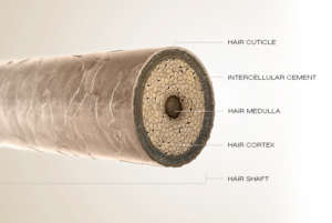 Structure of the hair