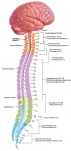 Numbering of the Spinal Cord